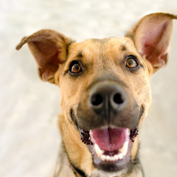Looking for a Dog-Friendly Place to Stay in Cabo? Why Casa Vista 133 Is One of the Best Pet-Friendly Vacation Rentals in Los Cabos