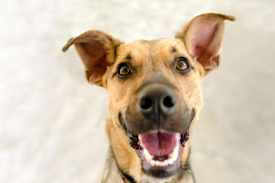 dog friendly cabo vacation rental -casa-vista-133